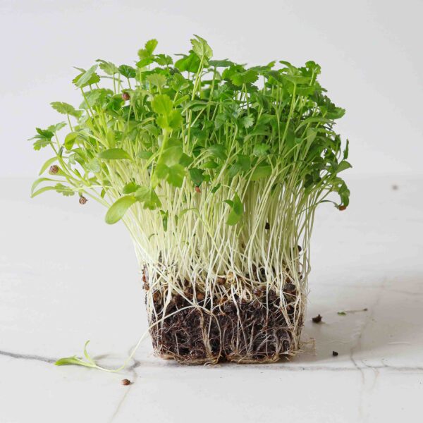 Terreau micro pousses Grow Soil – Image 2