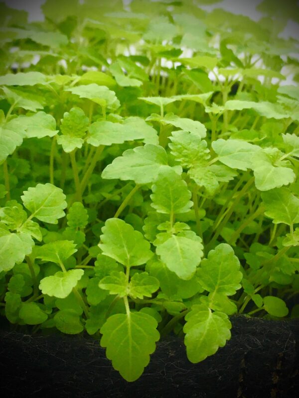 graines de shiso pour micro pousses