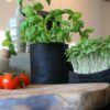 Kit Easy Pot basilic – Image 3