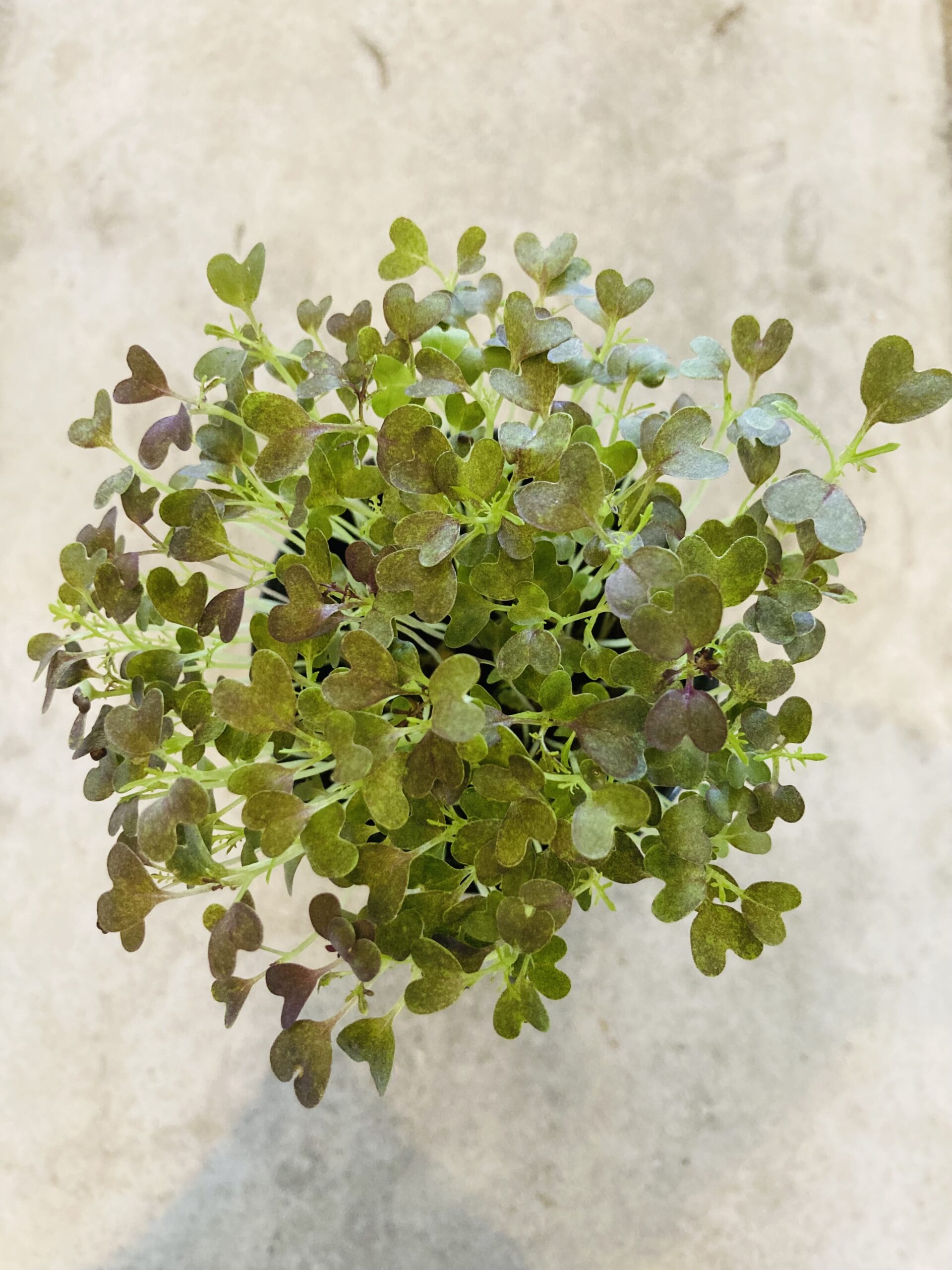 Graines de mizuna bio – Micropousses saveur japonaise