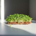 Basil-Cinnamon-Microgreens-Seeds
