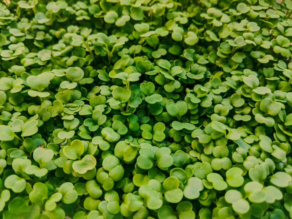 comment produire des micro pousses de roquette