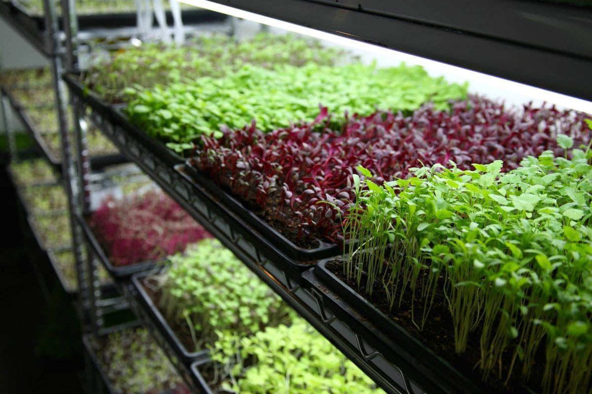 Se Lancer dans la Culture Indoor