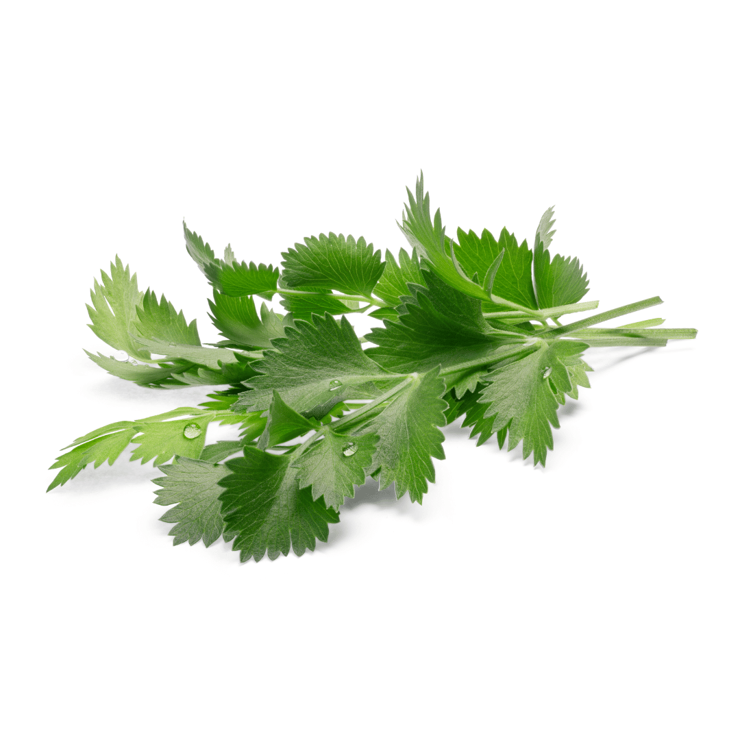 graines anis à germés