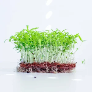 micro pousses soucis