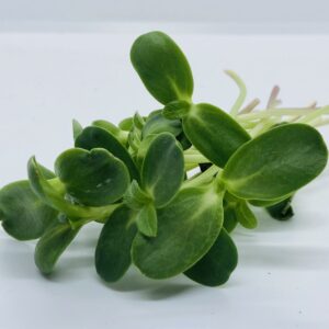 Graines de tournesol bio micropousses – Le goût noisette à cultiver chez soi