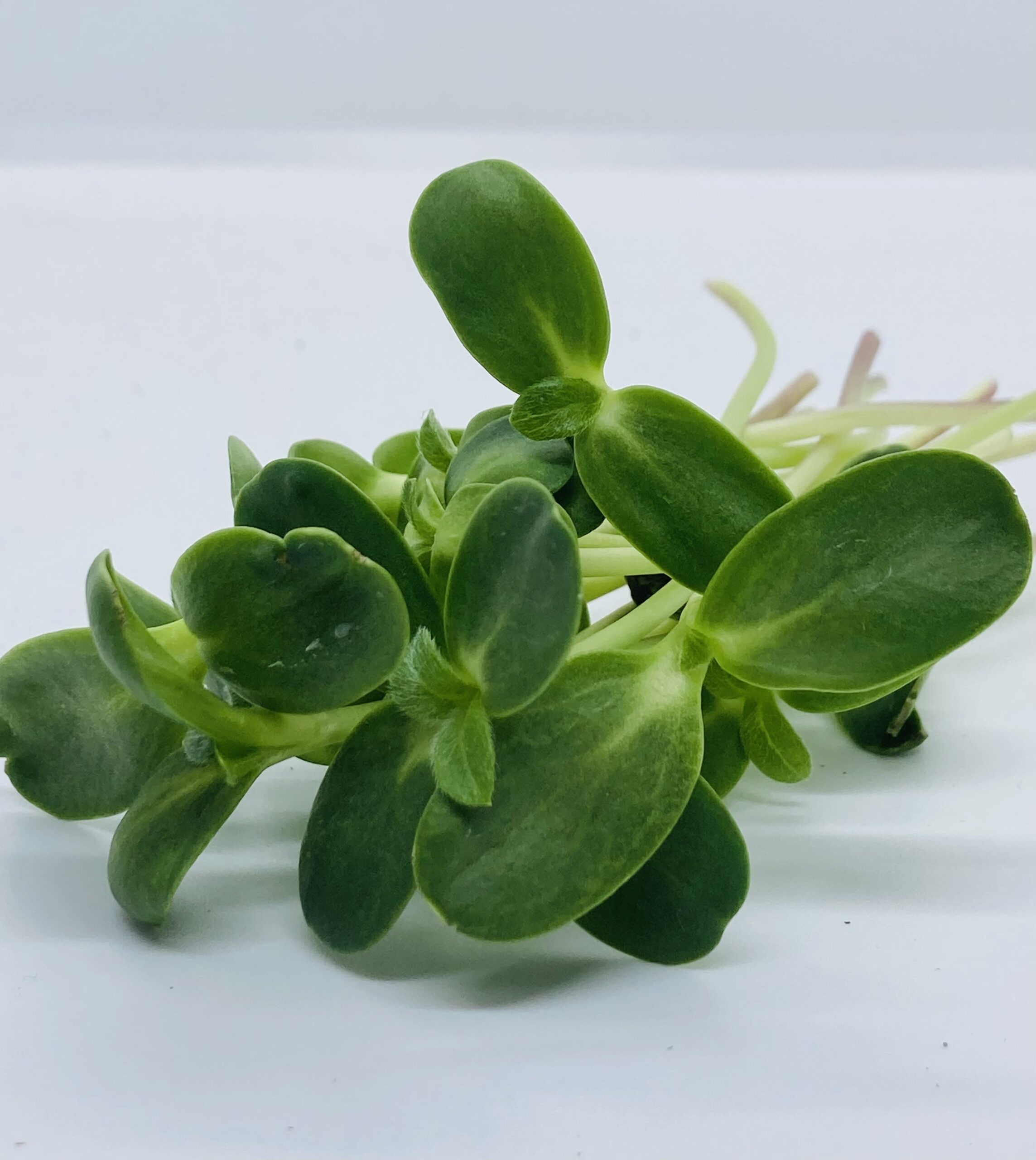 Graines de tournesol bio micropousses – Le goût noisette à cultiver chez soi