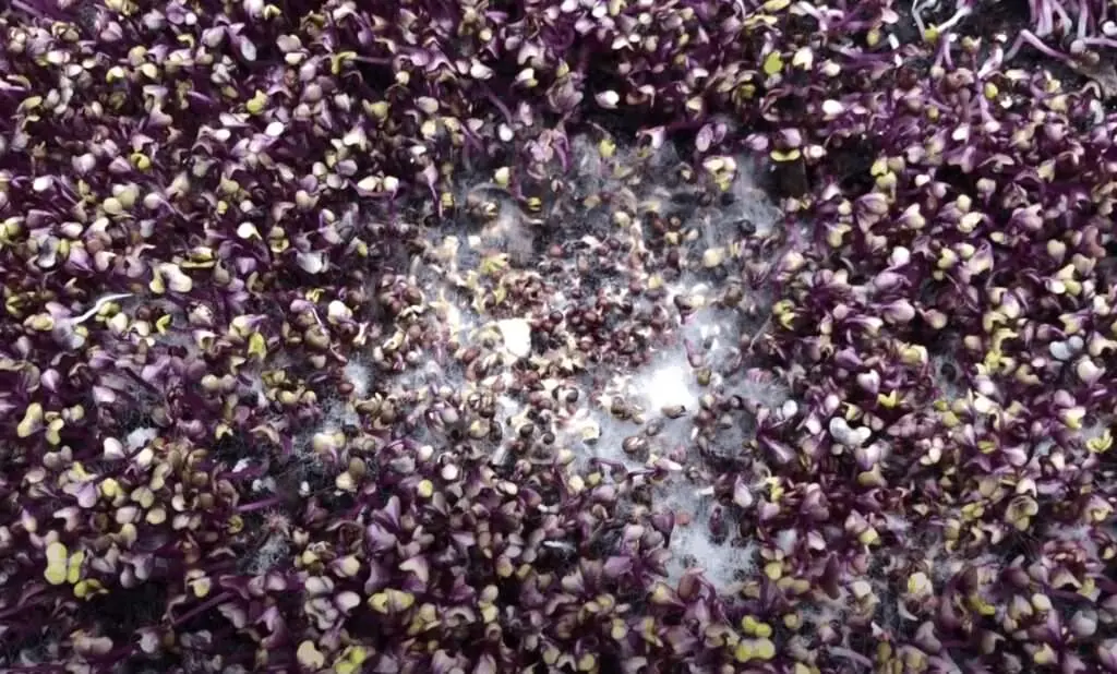 comment reussir les micro pousses