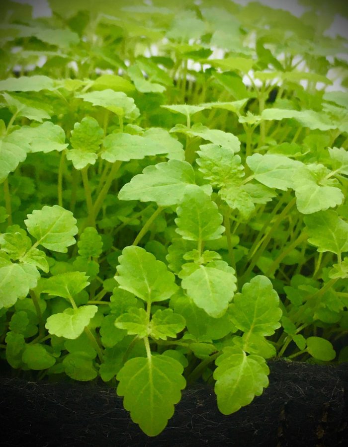 Shiso vert