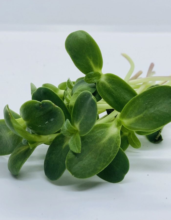 Graines de tournesol bio micro pousses – Goût noisette, croquant