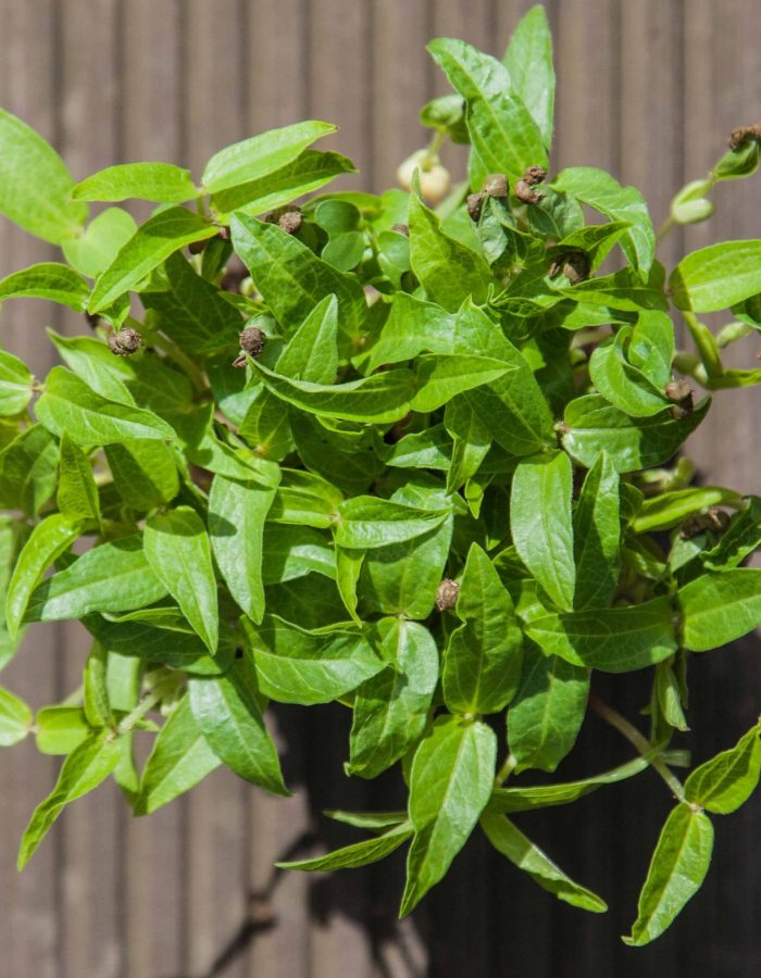 Haricot Mungo (germe de soja)