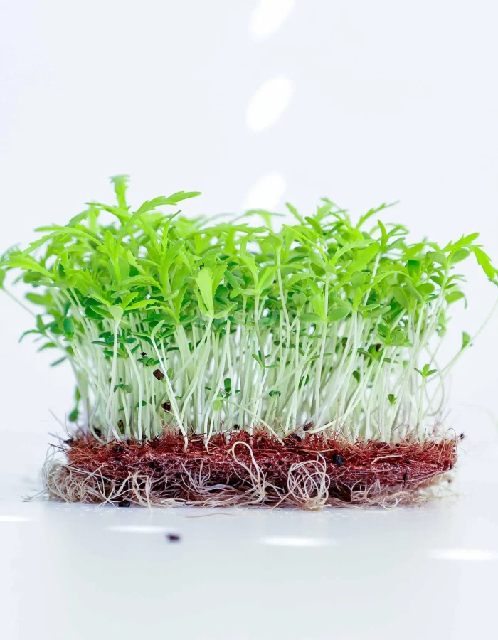 Graines de shungiku – Micropousses saveur