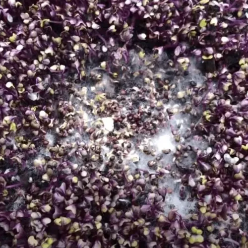 comment reussir les micro pousses