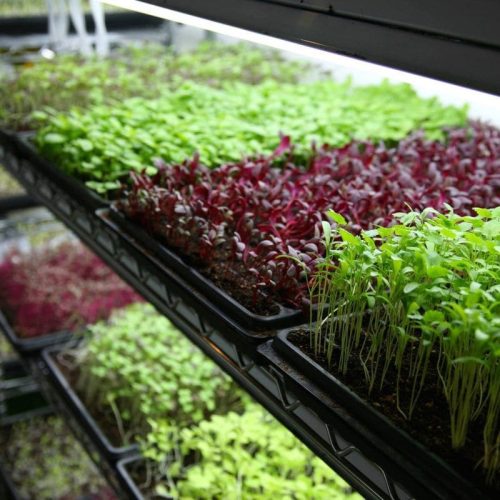 Se Lancer dans la Culture Indoor