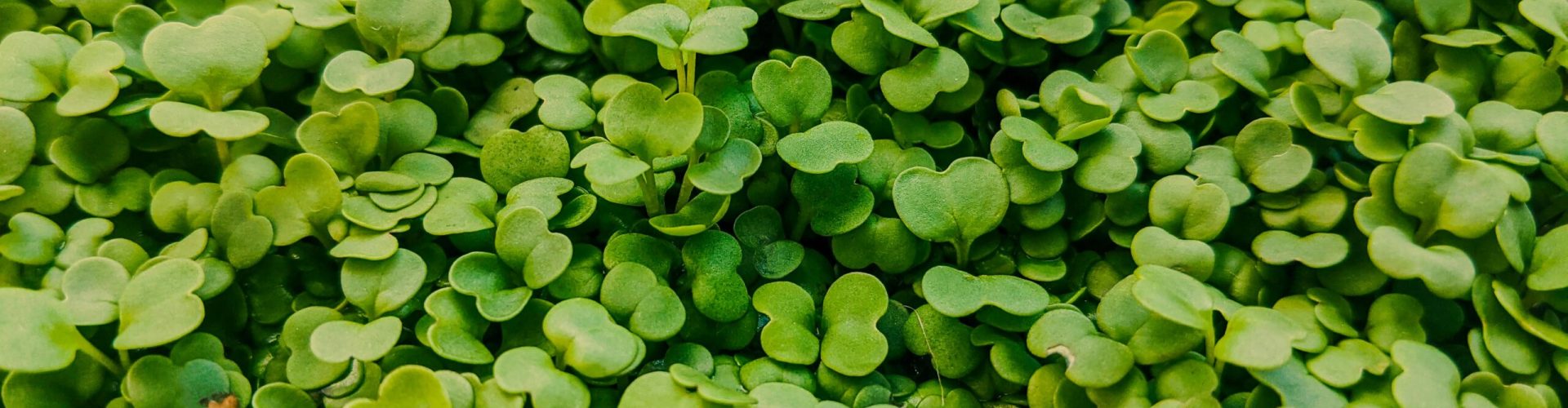roquette comment produire des micro pousses de roquette